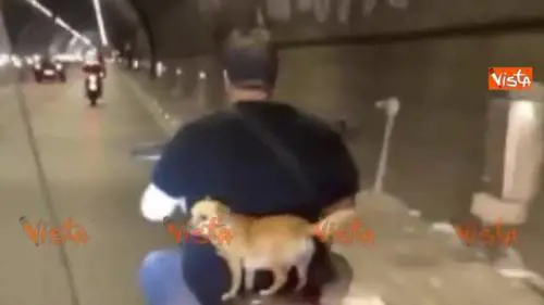 Napoli, cane viaggia in motorino come un passeggero