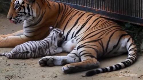 Cucciola di tigre albina nuova mascotte di uno zoo del Bangladesh