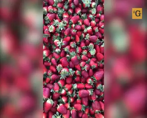 Australia, industria delle fragole al collasso per uno scherzo
