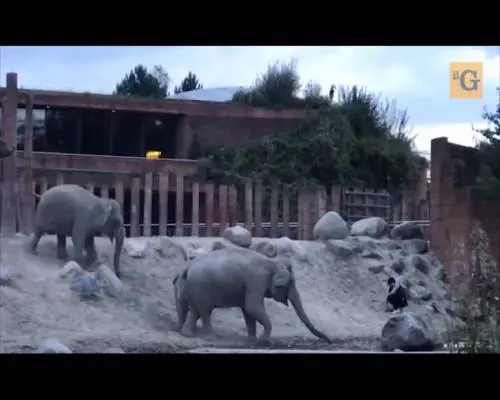 Uomo salta nel recinto degli elefanti dell zoo e...