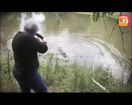 La nonnina fa secco l'alligatore