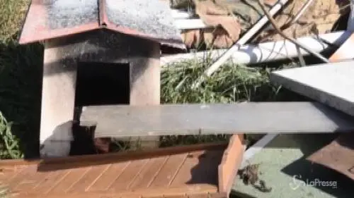 Milano, va a fuoco un gattile: morti 80 mici, in salvo i cani