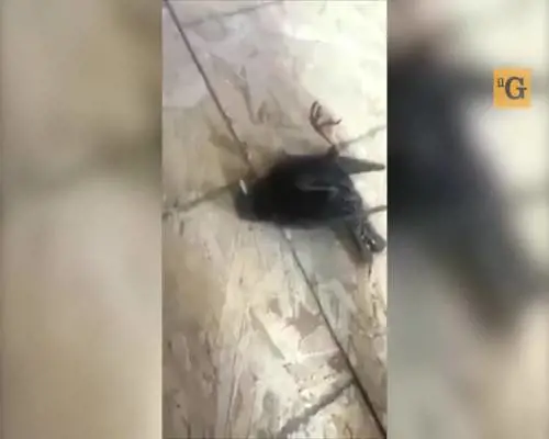 Uccellino sbatte alla finestra...due volte
