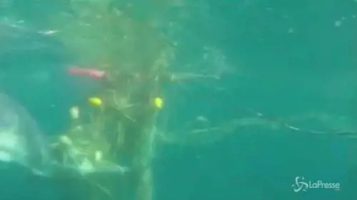 Australia: intrappolato in una rete, il salvataggio del cucciolo di balena