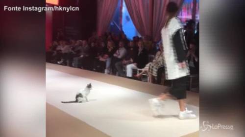 Gatto "sfila" sulla passerella durante il fashion show VIRALPRESSE