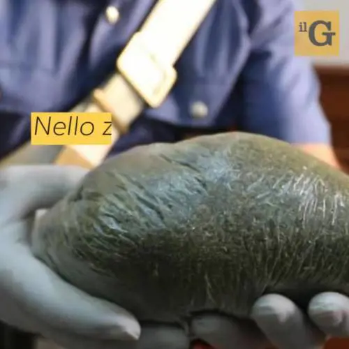 Pescara, cani antidroga incastrano pusher nigeriano con 2 kg di droga