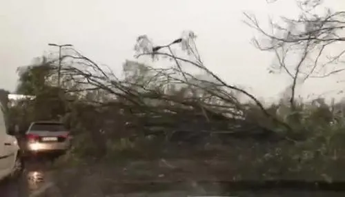 Maltempo a Firenze, alberi sdradicati