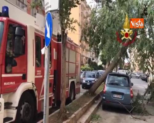 Maltempo, crolla un grosso albero a Palermo