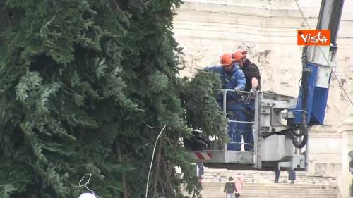 ‘Spelacchio is back’, l’installazione dell’albero di Natale in piazza Venezia a Roma