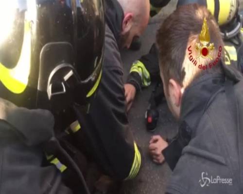 Incendio a Milano, vigili del fuoco salvano cane intossicato