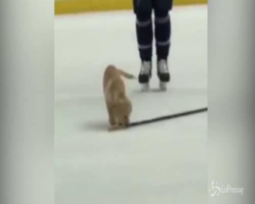 Hockey, show sul ghiaccio del cucciolo di labrador