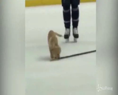 Hockey, show sul ghiaccio del cucciolo di labrador