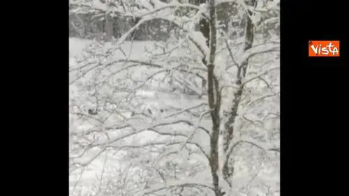 I lupi giocano nella neve a Civitella Alfedena (AQ), all'interno del recinto dove sono custoditi
