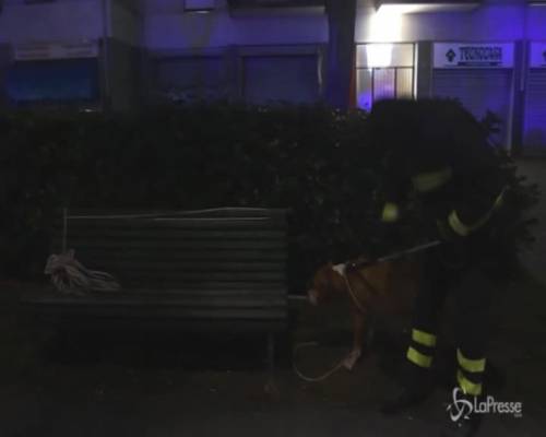Milano: pitbull azzanna tre persone, l'animale catturato dai vigili del fuoco