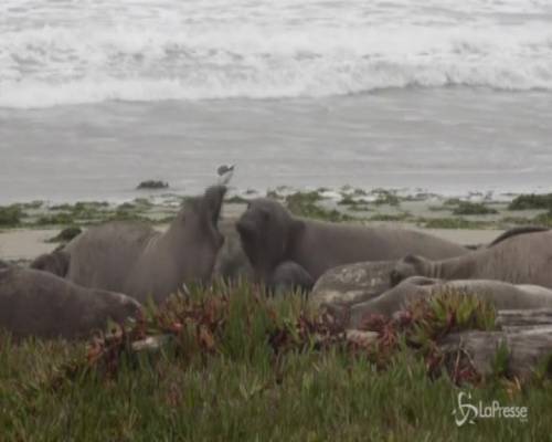 Usa: elefanti marini invadono spiaggia "grazie" allo shutdown