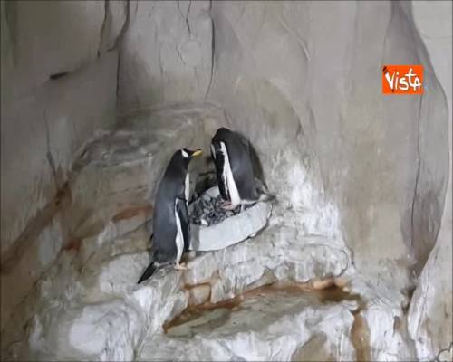 Nido e corteggiamento, aria di San Valentino per i pinguini papua dell’Acquario di Genova