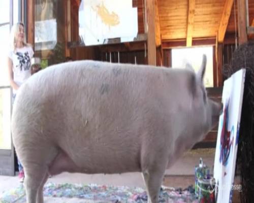Sudafrica, il maialino pittore dipinge opere d'arte su tela: è "Pigcasso"