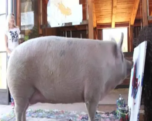 Sudafrica, il maialino pittore dipinge opere d'arte su tela: è "Pigcasso"