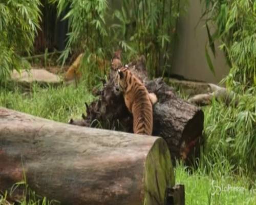 Australia, cuccioli di tigre di Sumatra allo zoo: si azzuffano e poi riposano all'ombra