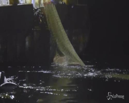 Francia: squalo elefante finisce in una rete di pescatori e poi viene liberato