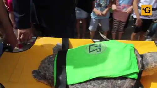 Liberata in mare la tartaruga Caretta caretta Federica. Era ferita e piena di plastica