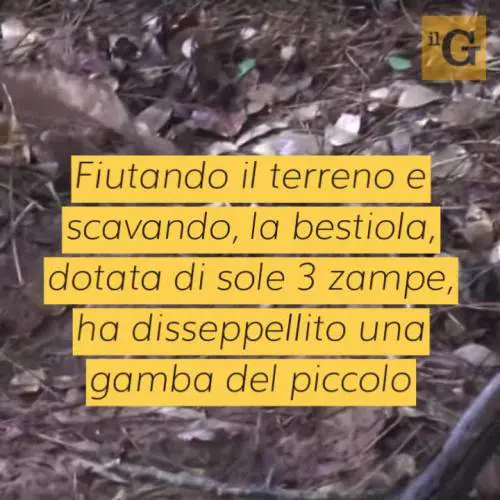 Thailandia, cane disabile salva bimbo sepolto vivo e diventa un eroe