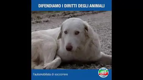 Berlusconi: "Difendiamo gli animali e i loro diritti"