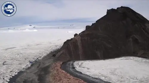 Il drone mostra la colonia di pinguini dall'alto