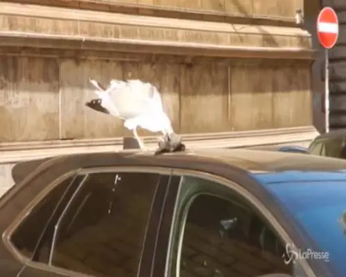 Roma, gabbiano killer a caccia di piccioni