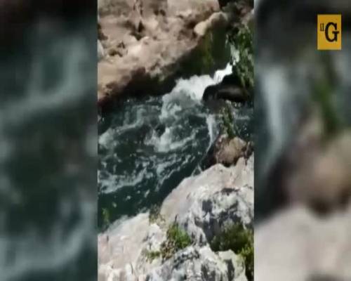 Choc nella Valle del Sacco, moria di pesci e schiuma nelle acque del fiume