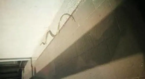 Un serpente nel tribunale di Velletri