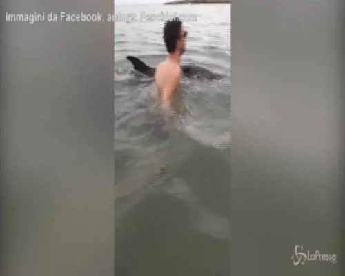 Gargano, il delfino si lascia accarezzare dai bagnanti