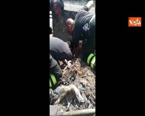 Tenerissmo cucciolo di cane salvato dai Vigili del fuoco a Molfetta