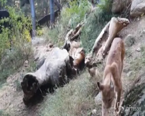 La lince euroasiatica non è estinta, nato un cucciolo sui Pirenei