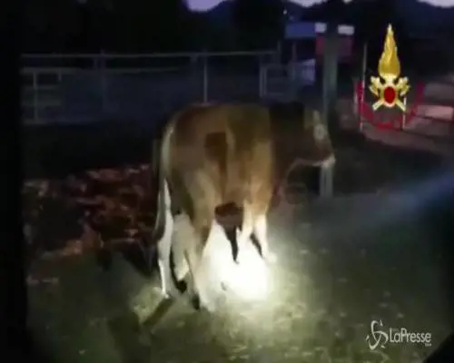 Sassari, toro bloccato nel recinto: salvato dai vigili del fuoco