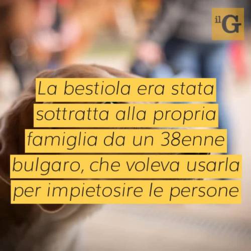 Cane rubato e picchiato da un mendicante, i residenti lo salvano 