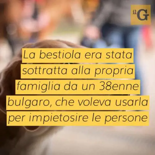 Cane rubato e picchiato da un mendicante, i residenti lo salvano 