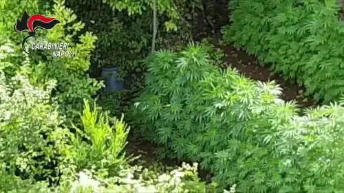 Cannabis, armi e ordigni tra i Monti Lattari: il blitz dei carabinieri