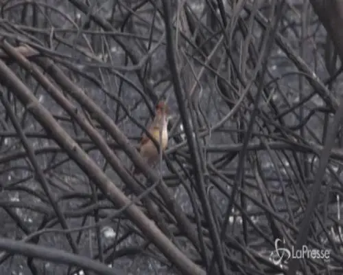 Animali senza vita e distese di terra bruciata: i danni degli incendi
