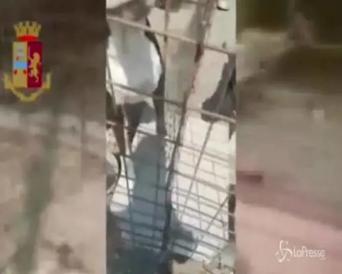 Catania, canile illegale con animali trascurati