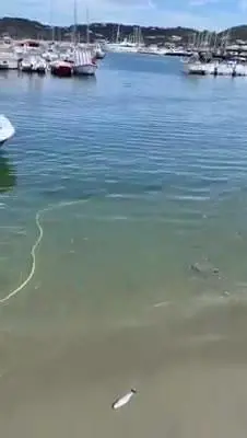 Quei pesci morti portati sulla spiaggia dalle onde del mare