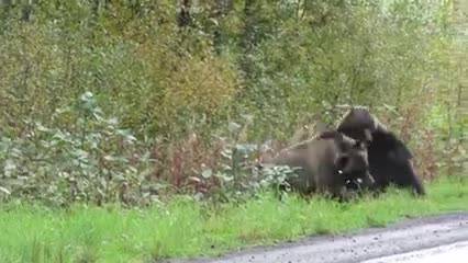 Canada, lo scontro tra orsi grizzly in autostrada