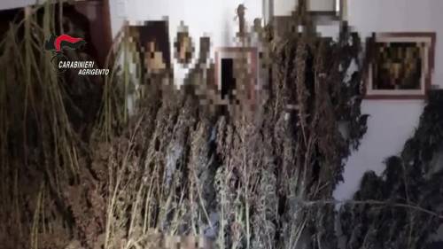 Salotto adibito a cantiere per lo stoccaggio di marijuana