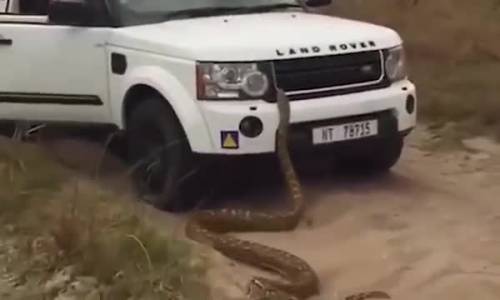 Sudafrica, turisti costretti a scappare (in macchina) perché aggrediti da un pitone di cinque metri