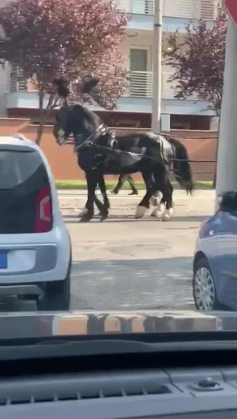 Il funerale in stile Casamonica a Pescara