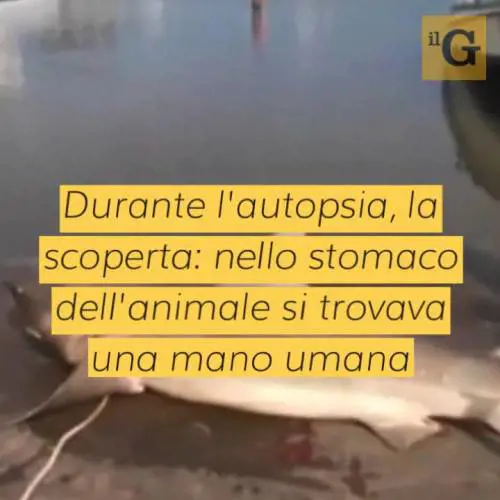 Dato per disperso, trovano la sua mano nello stomaco di uno squalo tigre