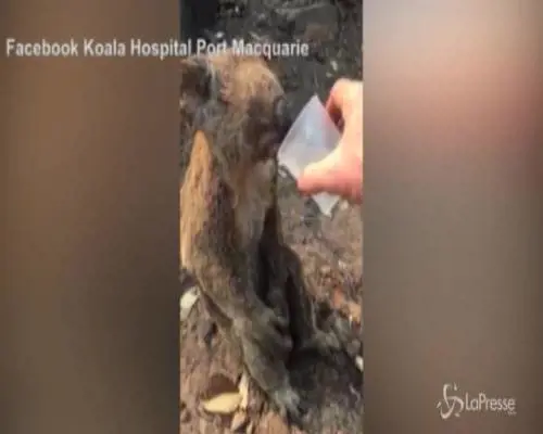 Koala ustionato e disidratato beve acqua dal bicchiere