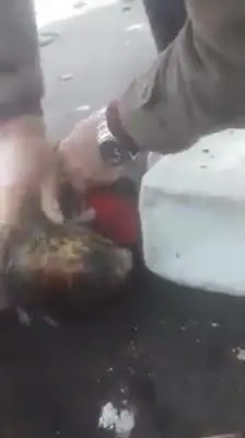 Le immagini del salvataggio della tartaruga marina