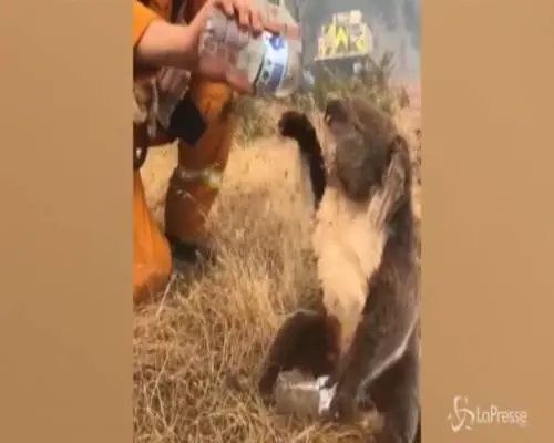 Incendi Australia: koala dissetato da un vigile del fuoco