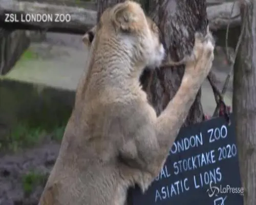 Lo zoo di Londra chiuso per inventario: censiti oltre 20mila animali